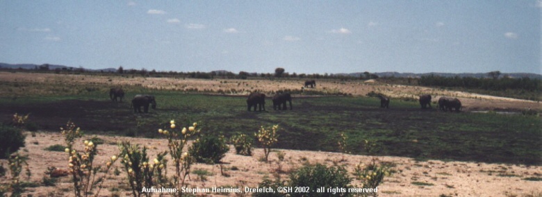 Elefantenpanorama