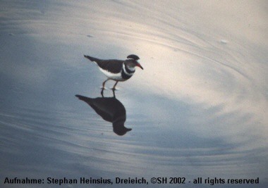 Dreibandregenpfeifer