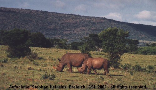 Rhinos in Entabeni